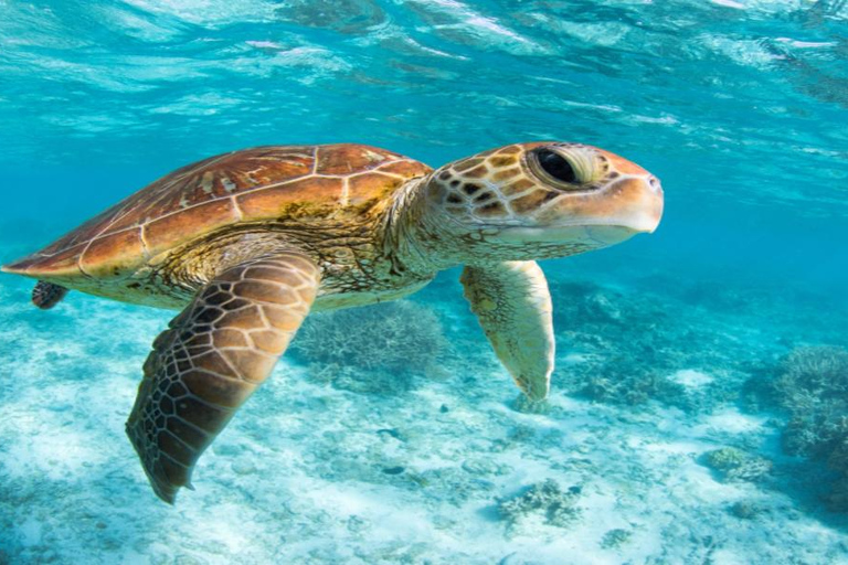 Bali: Private Snorkeling at Manta Point Nusa Penida Round Transfer Bali Island