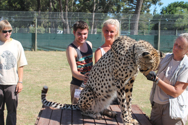 Kaapstad: Cheetah Outreach en Wijnlanden privétour