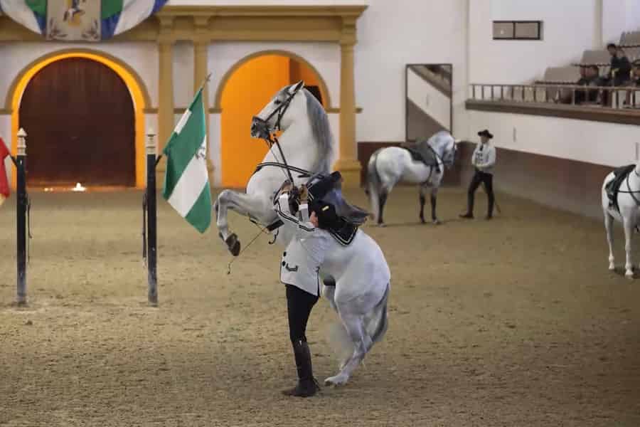 Jerez, Cádiz en Andalusische paarden