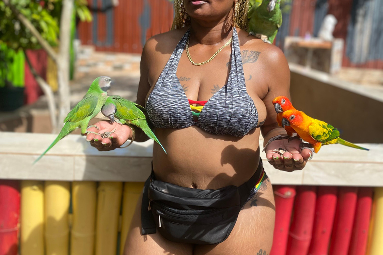 Exotic bird tour and Souvenir Shopping from Montego Bay