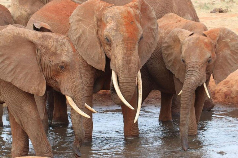 Nairobi: 4 Days epic trip to Amboseli, Tsavo West & East