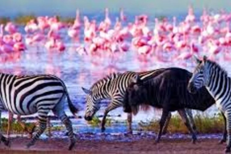 Safari de 8 días a Amboseli, Naivasha, Nakuru y Maasai Mara
