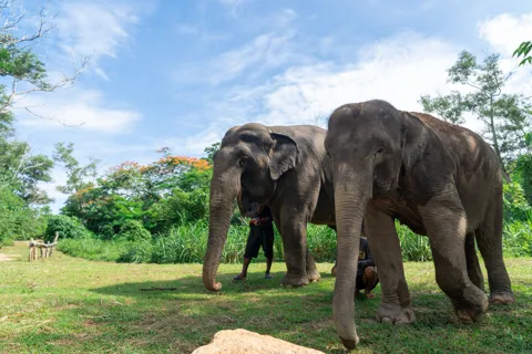 Phuket: Elephant Sanctuary Guided Tour with Hotel Transfers