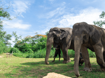 Phuket: Elephant Sanctuary Guided Tour with Hotel Transfers