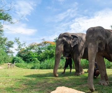 Phuket: Visita guiada al Santuario de Elefantes con traslados al hotel