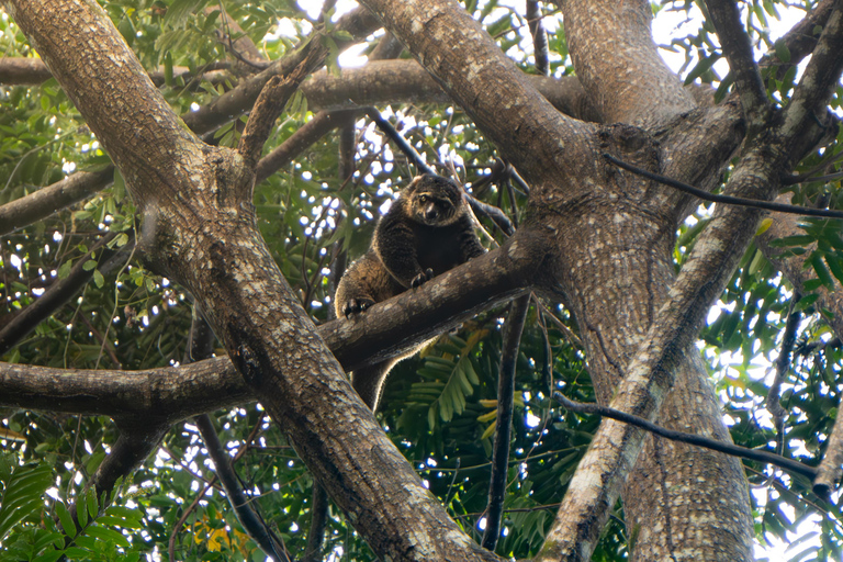 North Sulawesi, Bitung: Tangkoko Wildlife Adventure North Sulawesi, Bitung: Tangkoko Wildlife Cruise Excursion