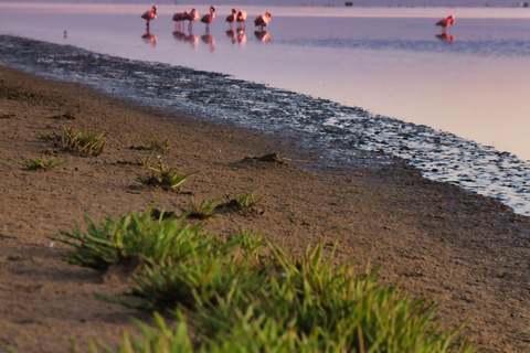 Sandwich Harbour Guided Tour