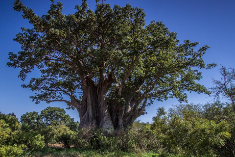 INOLVIDABLE EXCURSIÓN DE UN DÍA DE ZANZÍBAR A NYERERE NP EN AVIÓN