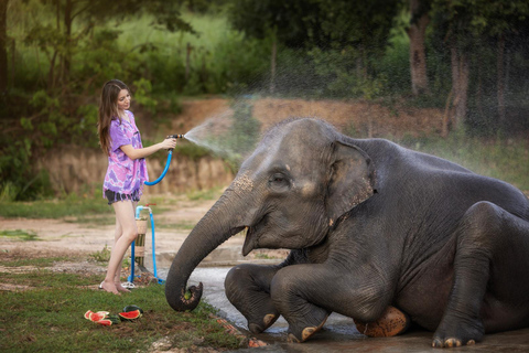 Chiang Mai : Programme éthique d&#039;alimentation et de douche des éléphants