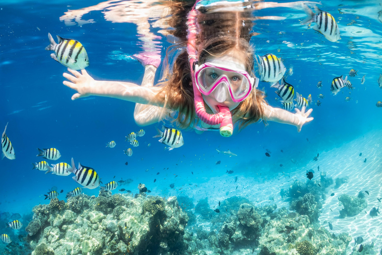 Sharm El Sheikh: Snorkeling at Ras Mohamed & White Island Small Group snorkeling trip - Lunch and soft Drinks included