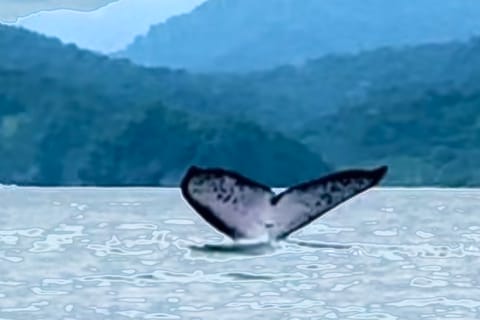 4 Days Adventure; Medellin to Nuqui- Whales!!!