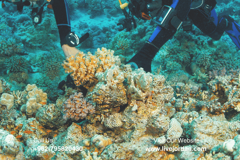 Aqaba : Cours de plongée sous-marine ( PADI )