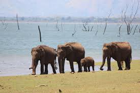 Au départ d'Udawalawe :- Safari d'une journée dans le parc national