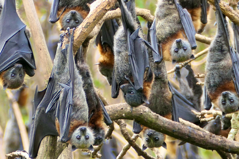 Sydney: Flying Fox Tour, Australia's Largest Bats Flying Fox Tour: Sydney's only Bat tour