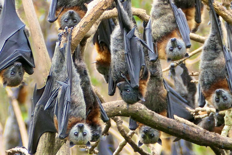 Sydney: Flying Fox Tour, Australia's Largest Bats Flying Fox Tour: Sydney's only Bat tour
