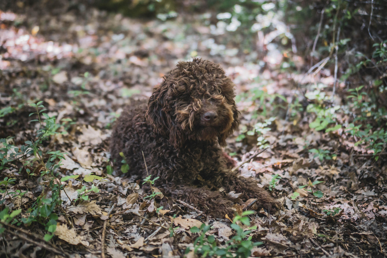 Truffle Hunting in San Gimignano opz1