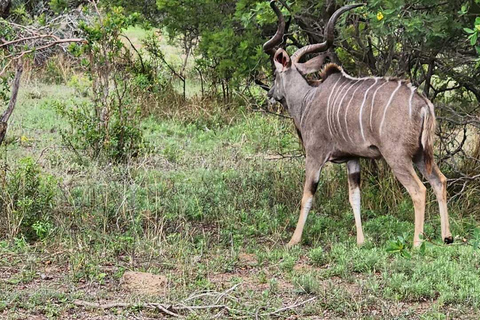 From Johannesburg: Lion & Safari Park Guided Game Drive