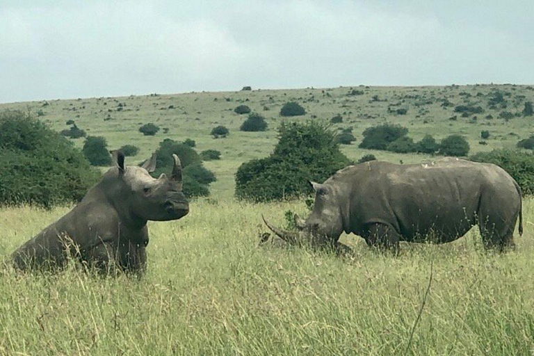 Nairobi National Park: Early Morning or afternoon adventure Early morning game drive in a Landcruiser JEEP