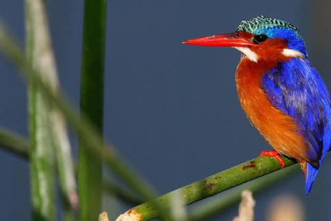 Äthiopien: 10-tägige Vogelbeobachtungstour ab Addis AbebaVogelbeobachtung 10 Tage