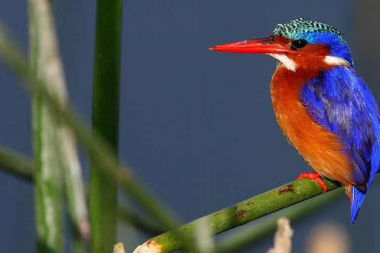 Äthiopien: 10-tägige Vogelbeobachtungstour ab Addis AbebaVogelbeobachtung 10 Tage