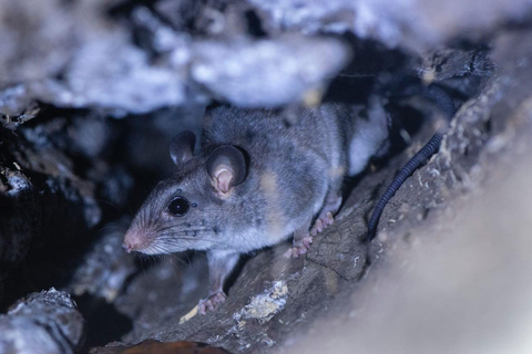 Papagayo : Visite nocturne à pied de la faune et de la flore