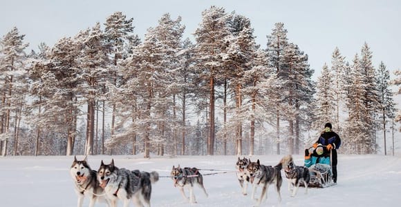 Rovaniemi: One-Hour Local Husky Farm Visit & 800-Meter Ride