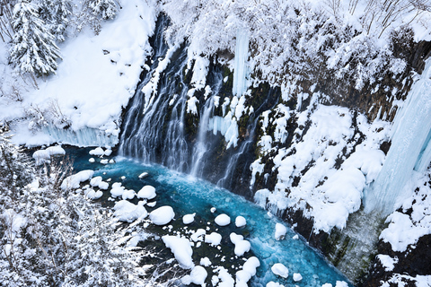 Sapporo: Asahiyama Zoo, Blue Pond & Ningle Terrace Tour