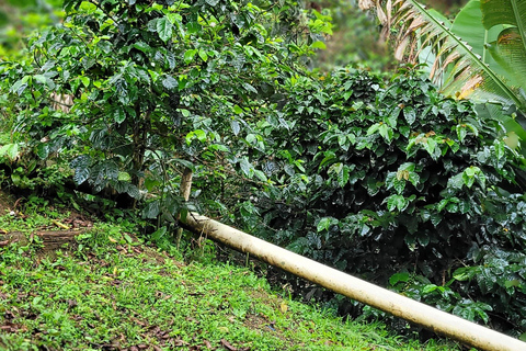 Medellín: Coffee Farm Experience with Tasting