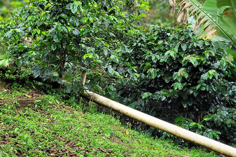 Medellín: Coffee Farm Experience with Tasting