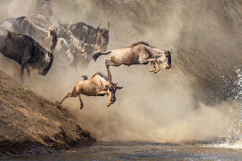 Safári de 3 dias em Masai Mara em um Land Cruiser 4X4 com teto aberto