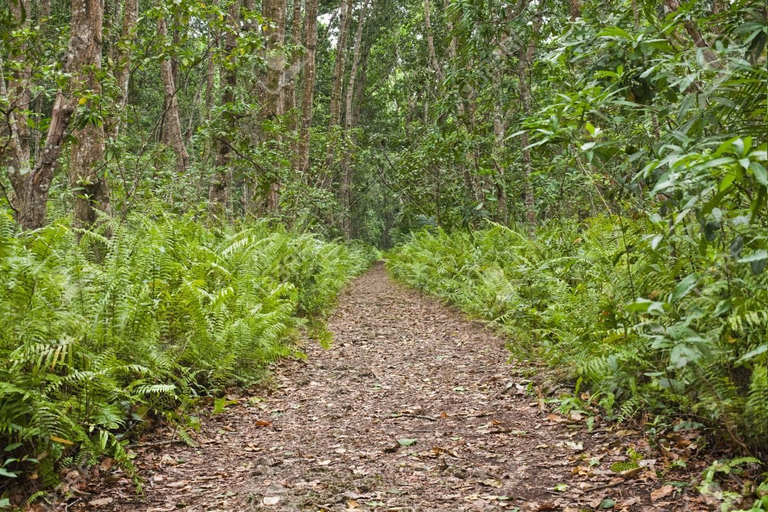 Zanzibar Discovery: Jozani Forest & Spice Farm Tour