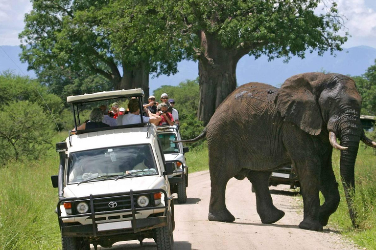 Safári de luxo de 3 dias na Ol Pejeta Conservancy em jipe 4x4Safári de 3 dias na Ol Pejeta Conservancy