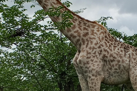 Rhino Guardians Safari: A Guided Conservation Game Drive