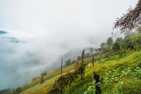 Aus Batumi: Lieder und Aromen aus dem Dorf Merisi