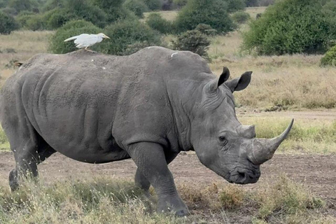 Nairobi National Park Safari Game Drive in a 4x4 Nairobi: National Park 5 Hours Safari in a Shared 4x4 Jeep