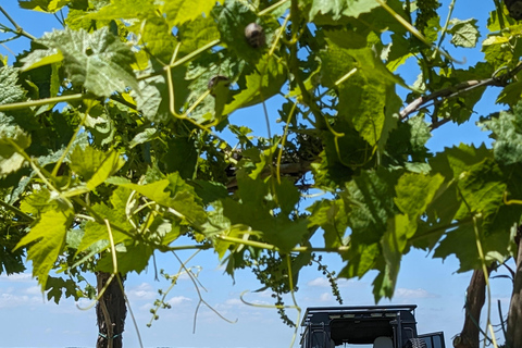 Privé rondleiding Dag in het hart van de Cognac wijngaarden