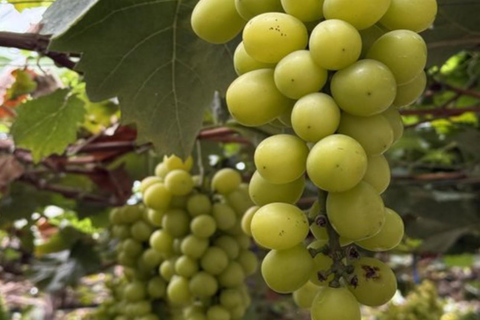 Shanghai: Tonglu Ancient Villages & Fruit-Picking Day Trip