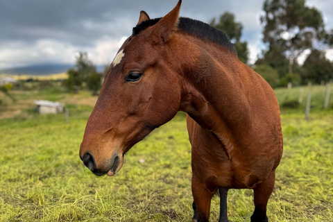 Quito: 2-Day All-Inclusive Cotopaxi Adventure