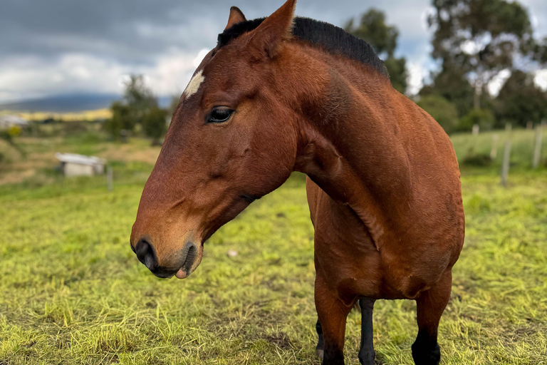 Quito: 2-Day All-Inclusive Cotopaxi Adventure