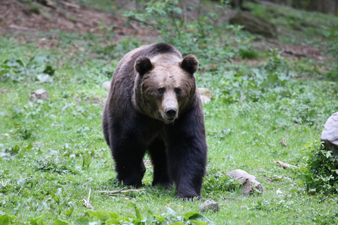 Carpathian Bear Watching Safari from Brasov