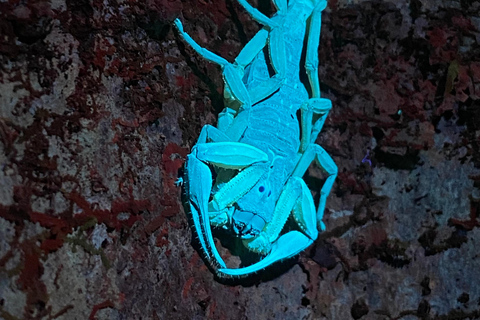 Manuel Antonio: Night tour with a naturalist guide. Night tour with a naturalist guide (transportation included)