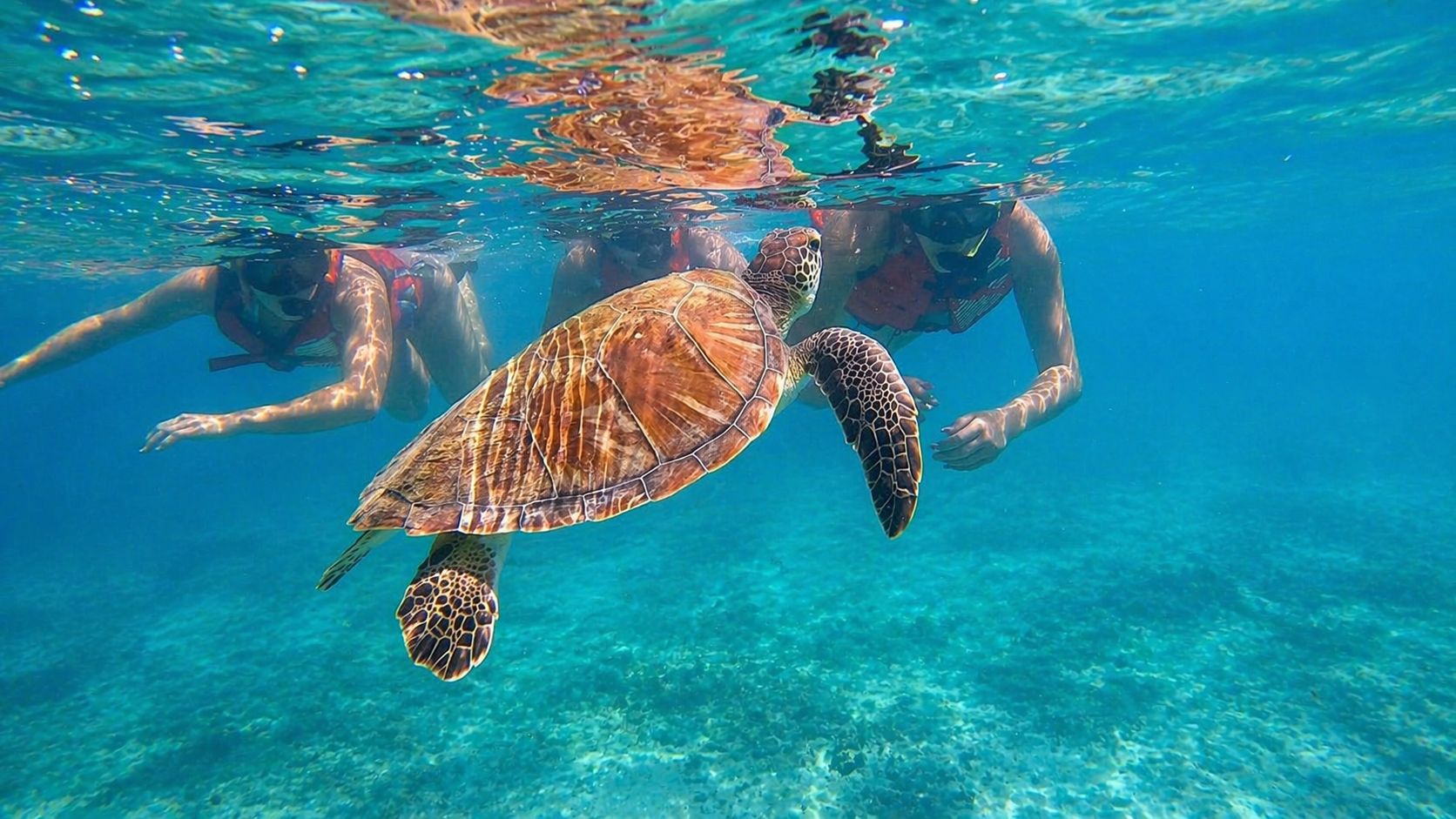 San Juan: Schnorcheln mit Schildkröten mit kostenlosen Videos