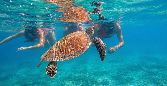 San Juan: Snorkeling with Turtles with Complimentary Videos