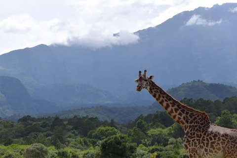 Arusha : Safari à pied dans le parc national d&#039;Arusha