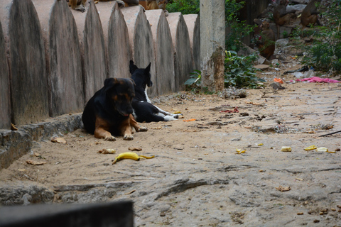 Jaipur: Amber Fort, Stadtpalast und Hawa Mahal Tagestour