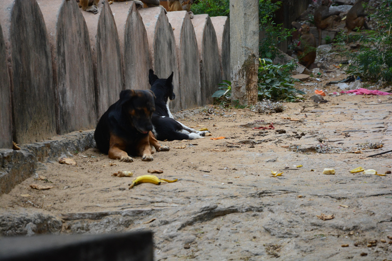 Jaipur: Amber Fort, Stadtpalast und Hawa Mahal Tagestour