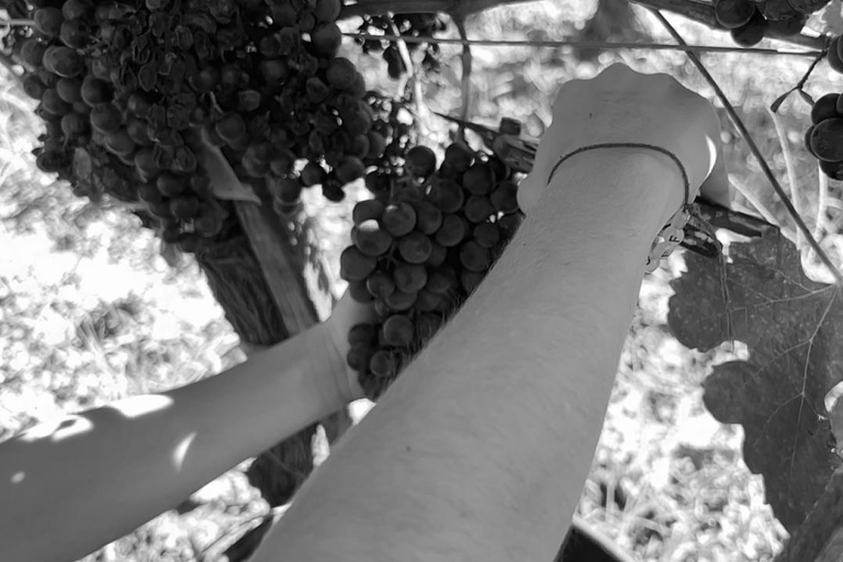 Exploration Oenologique au Château Labrie St Emilion GC Private Wine Tour at Château Labrie Saint Emilion Grand Cru