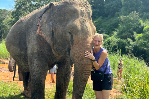 Chiang Mai: Excursão a Doi Inthanon e ao Santuário de ElefantesServiço de busca no hotel