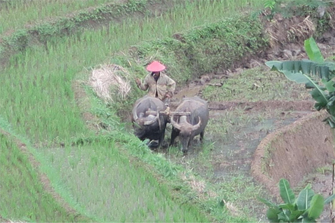 Yogyakarta: Borobudur Climb-up & Selogriyo Paddy Field Tour Borobudur Climb-up Ticket Paid Separately On The Day Tour
