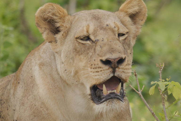 Kasane: 1 day Chobe NP Safari with Boat Cruise and Lunch